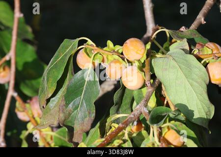 Branche chargée de prunes dattes jaunes violettes non comestibles. Diospyros lotus. Banque D'Images