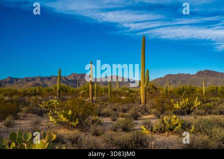 Un long et mince Saguaro Cactus à Tucson, Arizona Banque D'Images