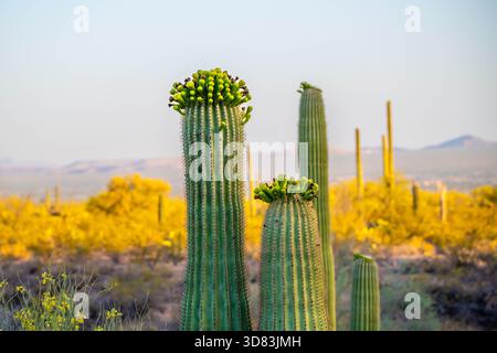 Un long et mince Saguaro Cactus à Tucson, Arizona Banque D'Images