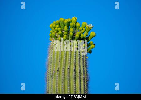 Un long et mince Saguaro Cactus à Tucson, Arizona Banque D'Images