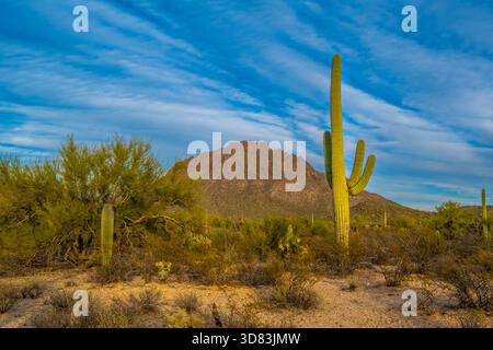 Un long et mince Saguaro Cactus à Tucson, Arizona Banque D'Images