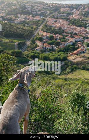 Chien Weimaraner sur une colline surplombant une ville côtière et les vignobles environnants sous un ciel bleu vif Banque D'Images