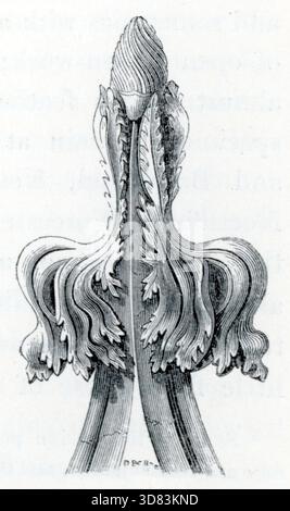 Une gravure botanique sur bois montre une coupe longitudinale d'un bourgeon de fleur, révélant un cône central entouré de bractées ou sépales bouclés. Le rendu détaillé, probablement de l'édition du glossaire de 1845, met l'accent sur la morphologie des plantes et peut présenter un léger voile typique des illustrations scientifiques antiques. Extrait d'une collection de gravures sur bois publiée dans la 4e édition (agrandie) d'Un Glossaire des termes utilisés dans l'architecture grecque, romaine, italienne et gothique, qui a été publiée en 1845. Dans certains cas, les pages avaient un peu de foxing modéré, qui peut être visible dans mes photographies. Banque D'Images