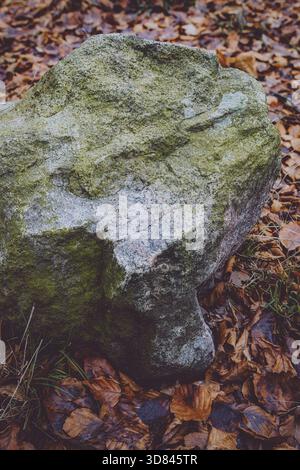 Une vue rapprochée d'une grande roche couverte de mousse nichée parmi les feuilles tombées d'automne sur le sol de la forêt. Banque D'Images