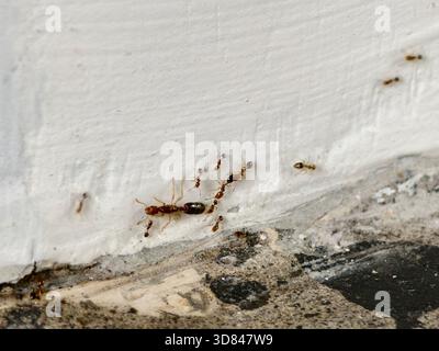 Un groupe de fourmis pharaons et une fourmi reine ou monomorium pharaonis Banque D'Images
