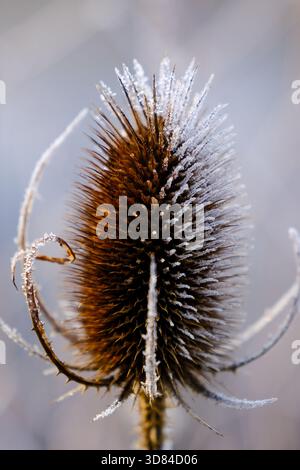 Winter’s Grip sur une tête de chevalet Banque D'Images