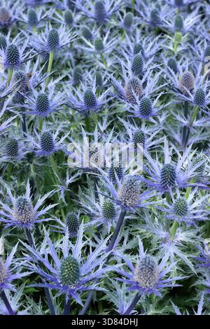 Eryngium 'Big Blue', une plante de houx de mer résistante au climat avec des bractées bleues épaisses dans un jardin de gravier en juillet. Banque D'Images