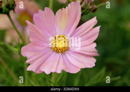 Cosmos bipinnatus abricotta. Cosmos Apricotta, fleur annuelle avec fleurs roses pêche en été. Juin. Banque D'Images