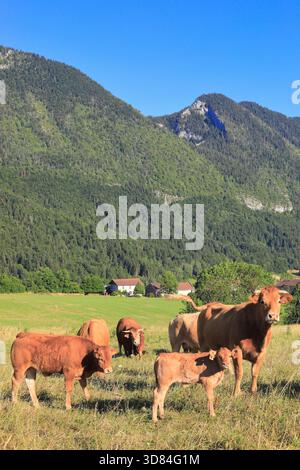 France, Drôme, Vercors, Parc naturel régional du Vercors, Saint-Agnan-en-Vercors Banque D'Images