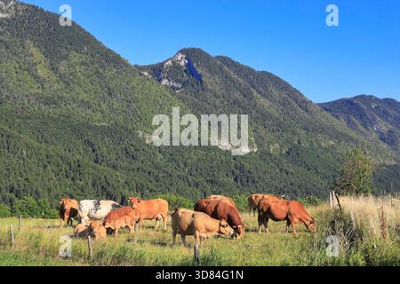 France, Drôme, Vercors, Parc naturel régional du Vercors, Saint-Agnan-en-Vercors Banque D'Images