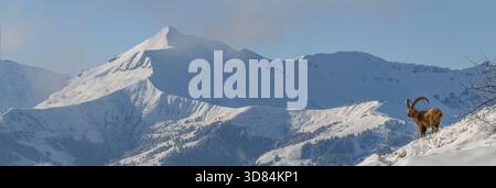 France, haute Savoie, Passy, bouibex alpin (bouibex Capra), mâle en hiver avec vue sur le sommet du Mont Joly Banque D'Images