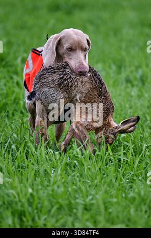 weimaraner récupère un lièvre Banque D'Images
