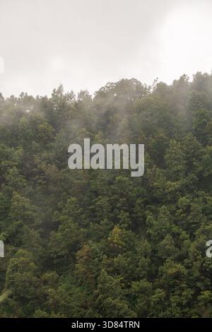Le paysage serein de Kodaikanal présente des forêts vertes denses entourées d'une douce brume Banque D'Images