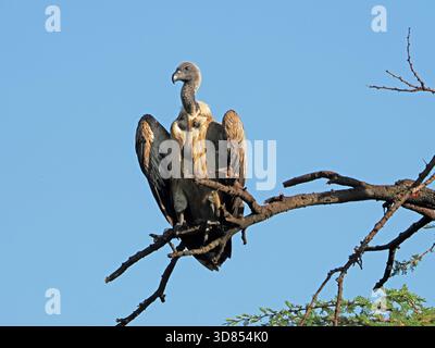Ruppell's Griffon Vulture (Gyps rueppelli) perché sur la branche morte se réchauffant sous le soleil du matin dans les réserves Masai Mara Greater Mara, Kenya Banque D'Images