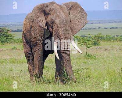 Grand mâle African bush elephant (Loxodonta africana), dans la lumière du soir de marcher à travers les plaines du Masai Mara, Kenya, Afrique, Associations Banque D'Images