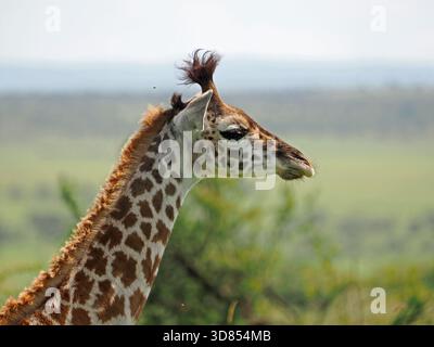 Bébé girafe Masai (Giraffa tippelskirchi) avec des touffes de cheveux comiques sur ses ossicones dans les conservations Masai Mara, Greater Mara, Kenya Afrique Banque D'Images