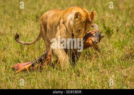 une seule lionne a abattu une grande antilope, seule ! Sorti de nulle part, un lion est venu et a pris possession avant qu'elle n'ait eu la chance de prendre une morsure. Banque D'Images