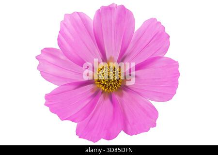 Fleur de Cosmos rose avec centre jaune sur fond noir Banque D'Images