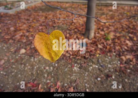 Gros plan sur les feuilles d'automne en forme de cœur Banque D'Images