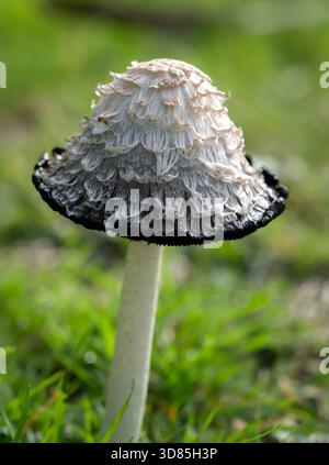 Shaggy Champignon Cap d'encre Banque D'Images