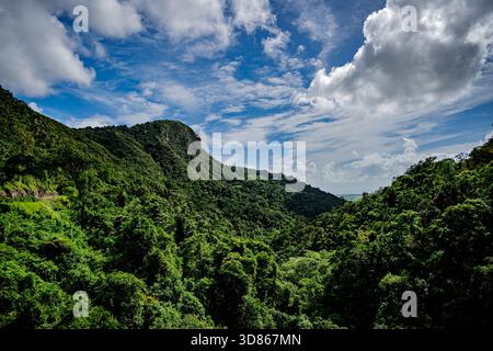 Ce paysage vibrant présente une forêt dense et une vue imprenable sur le ciel, créant un sentiment de tranquillité Banque D'Images