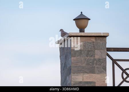 Colombe eurasienne à col (Streptopelia decaocto) reposant sur un pilier de porte en pierre surmonté d'une lanterne contre un ciel bleu doux. Banque D'Images