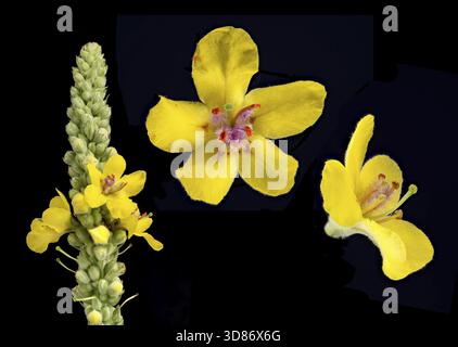 Molène noire (Verbascum nigrum) molène foncée, fleur, Allemagne Banque D'Images