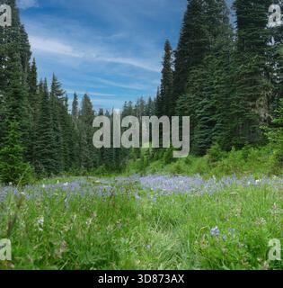 Mont RAINIER NP, WASHINGTON - 14 août 2025 - prairie verte luxuriante fleurissant avec des fleurs sauvages violettes vibrantes dans la zone Paradise du Mount Rainier National P Banque D'Images