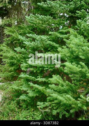 Mont RAINIER NP, WASHINGTON - 14 août 2025 - vue rapprochée des branches de sapin subalpin verdoyant qui prospèrent dans l'écosystème luxuriant du Mont Rainier Natio Banque D'Images
