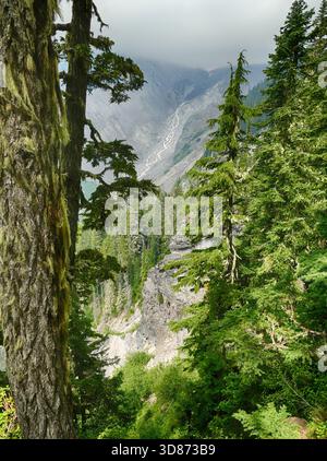 Mont RAINIER NP, WASHINGTON - 14 août 2025 - encadrant une vue d'une vallée creusée dans les pentes du Mont Rainier, des conifères verdoyants luxuriants mettent en valeur le Banque D'Images
