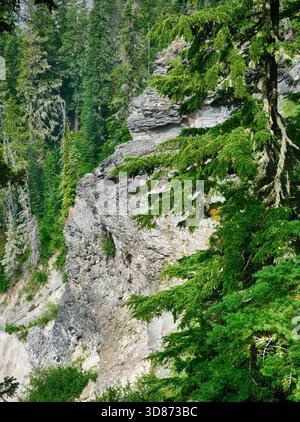 Parc national du Mont RAINIER, WASHINGTON - 14 août 2025 - pins verdoyants bordant des falaises rocheuses altérées révélant le paysage spectaculaire du parc national du Mont Rainier, Banque D'Images