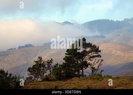 Brouillard roulant sur les collines et les pins dans Muir Woods National Monument Banque D'Images
