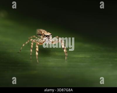 La Bronze Hopper Jumping Spider ou Helpis minitabunda Banque D'Images