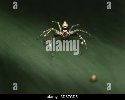 La Bronze Hopper Jumping Spider ou Helpis minitabunda Banque D'Images