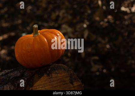 Une citrouille orange vibrante repose sur une bûche dans une forêt luxuriante. Le cadre présente des couleurs riches et chaudes de l'automne, créant une atmosphère chaleureuse et festive per Banque D'Images