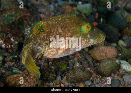 Papuan Toby, Canthigaster compressa, site de plongée Melasti, Tulamben, Karangasem, Bali, Indonésie Banque D'Images