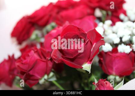 Une belle collection de roses rouges fraîches, entourées de délicates fleurs blanches, met en valeur l'élégance et le charme, parfait pour des événements comme les mariages ou ann Banque D'Images