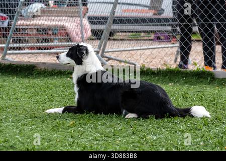 Un border collie se trouve calmement sur une herbe verte luxuriante tout en profitant d'une journée au parc canin avec d'autres animaux de compagnie à proximité. Banque D'Images