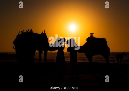 Chameau Handlers silhouettés de dromadaires au coucher du soleil, plage d'Essaouira, Maroc Banque D'Images