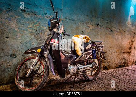 Moto vintage avec chat dormant sur siège contre mur turquoise à Essaouira, Maroc Banque D'Images