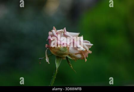 Fleur de rose de jardin délicate avec plusieurs pétales, probablement variété Damas. Forme classique et parfum subtil caractérisent cette variété de roses patrimoniales. Banque D'Images