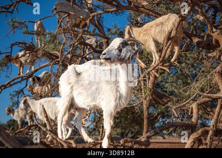 Chèvres grimpant dans les arganiers au Maroc contre ciel bleu clair Banque D'Images