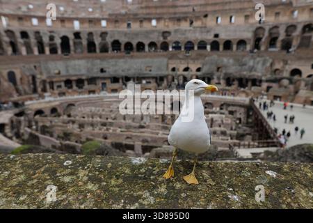 Rome, Italie - 10 janvier 2024 : mouette sur les ruines de l'ancien Colisée de Rome Banque D'Images