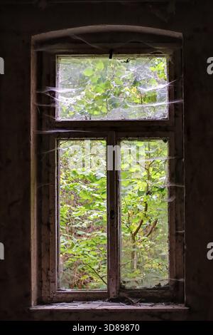 Vieille fenêtre en bois envahie par la forêt vue à travers des couches de toiles d'araignée et de poussière. Banque D'Images