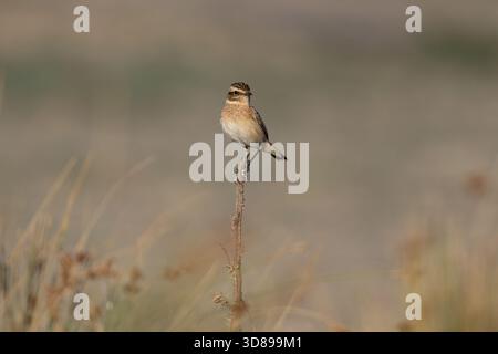 Le Whinchat (Saxicola rubetra) lutte à la fois avec le vent et une tique sur son bec.Denizli, Turquie. Banque D'Images
