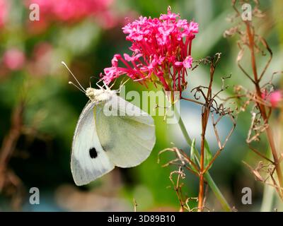 Gros papillon blanc (Pieris brassicae) se nourrissant de fleurs de valériane rouge (Centranthus ruber) Banque D'Images