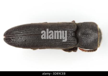 Melasis buprestoides est une espèce de faux-clics, eucnémidés originaires d'Europe. Insecte adulte isolé sur un fond blanc d'en haut. Banque D'Images