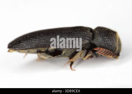 Melasis buprestoides est une espèce de faux-clics, eucnémidés originaires d'Europe. Insecte adulte isolé sur un fond blanc d'en haut. Banque D'Images