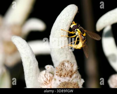 Macro une mouche aérienne longue (Sphaerophoria scripta) sur une feuille edelweiss et vue de profil, est une espèce de mouche aérienne appartenant à la famille des Syrphidae Banque D'Images