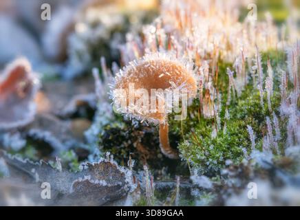 Un champignon miniature recouvert de cristaux de gel pointus, poussant sur de la mousse verte. Gros plan macro. Début de l'hiver ou fin de l'automne Banque D'Images